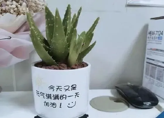 冬天植物|芦荟抗冻吗