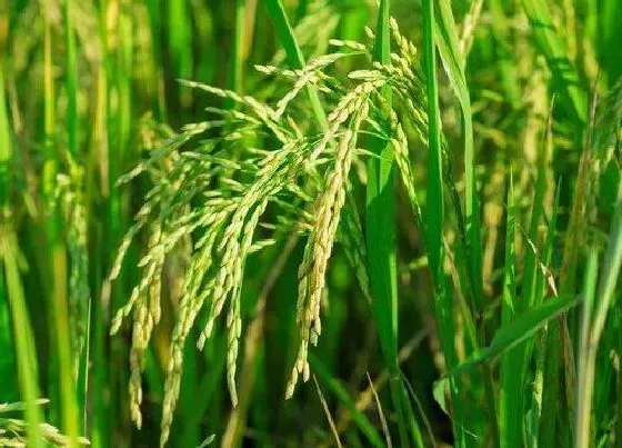 种植管理|东北稻谷什么时候收割