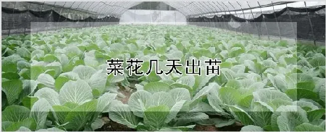 菜花几天出苗 | 耕种资料