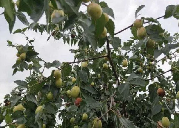 植物移栽|枣树移栽时间和方法 什么时候移栽枣树最容易成活