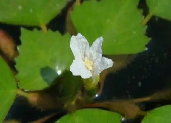 开花时间|菱角什么时候开花