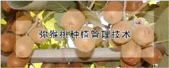 弥猴桃种植管理技术 | 种植技术