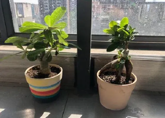 烂根|榕树的根烂了怎么办