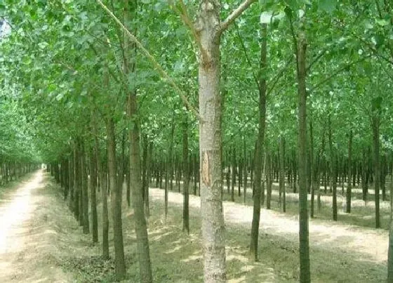 植物修剪|速生杨什么时候剪枝合适