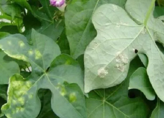 叶子发黄|牵牛花叶片发黄原因和处理方法