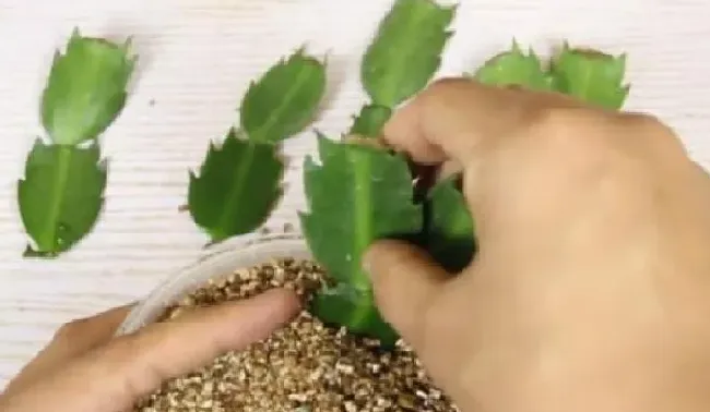 植物扦插|蟹爪兰什么时候扦插繁殖合适（蟹爪兰扦插成活方法和时间）
