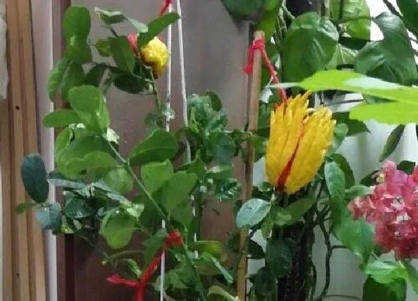 养殖方法|佛手花怎么养殖方法