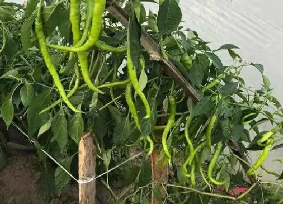 植物修剪|辣椒什么时候剪枝最好 剪枝的时间部位及方法措施