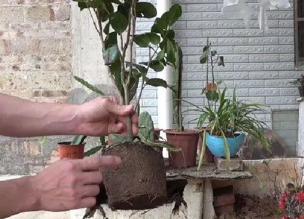 植物浇水|茶花多久浇一次水比较好 间隔多长时间浇水好