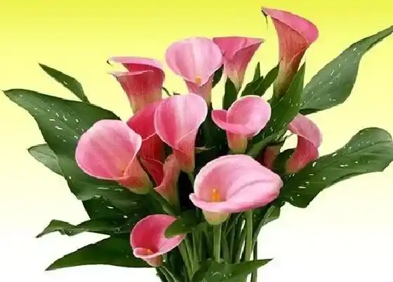 植物毒性|马蹄莲花有毒吗 室内可以养吗(对人体有伤害吗)