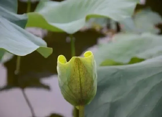 不开花|荷叶为什么不开花