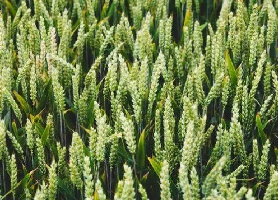 种植管理|小麦冻害后的补救措施，小麦受冻严重原因及应对解决方法）
