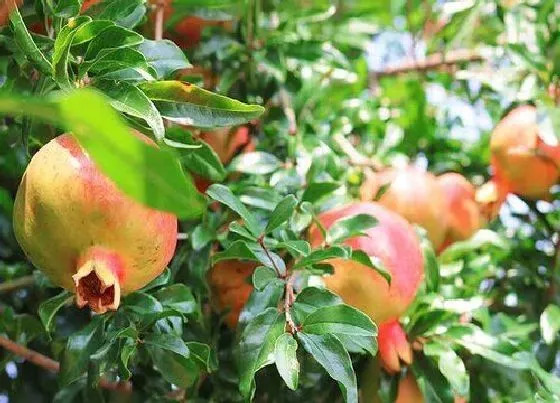 植物产地|安徽省盛产什么水果有名