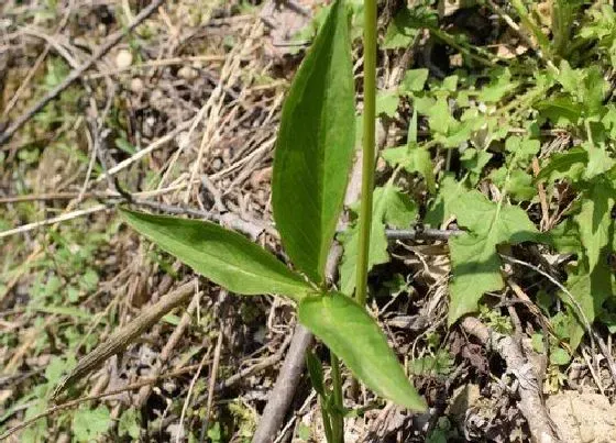 植物百科|药狗蛋是什么植物 属于什么科植物