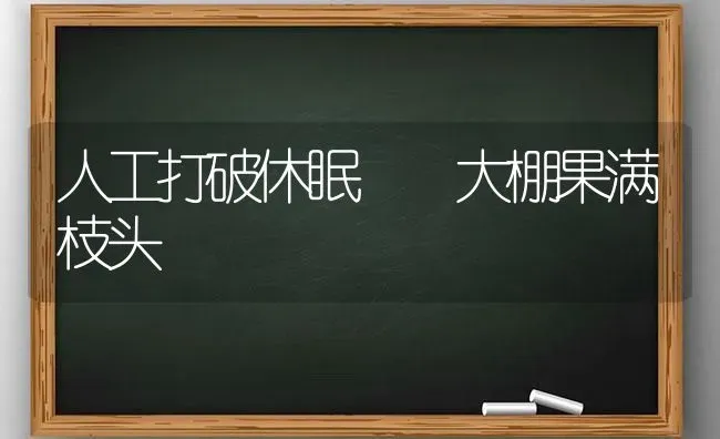 人工打破休眠  大棚果满枝头 | 瓜果种植