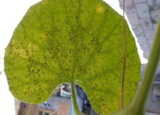 植物虫害|葫芦长虫子怎么办