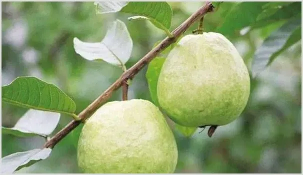 提高番石榴的产量需要掌握哪些种植条件呢？ | 自然知识
