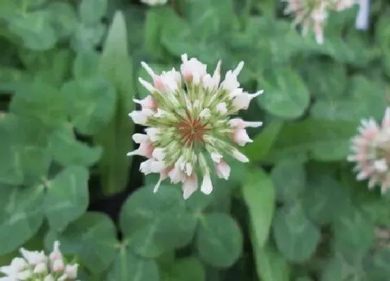 植物寓意|毛茛科代表植物 属于毛茛科的植物有哪些特征