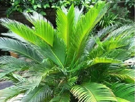 叶子干枯|铁树新叶子干枯怎么办