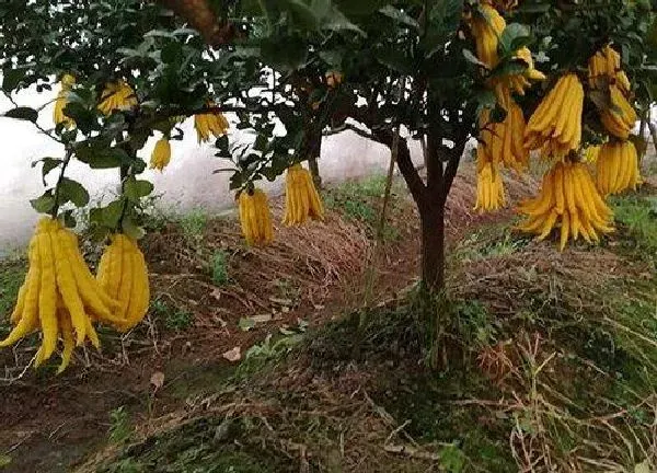 养殖方法|佛手花怎么养殖方法