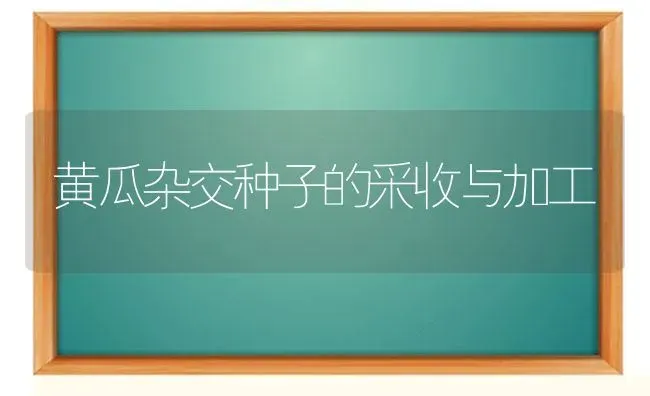 黄瓜杂交种子的采收与加工 | 蔬菜种植