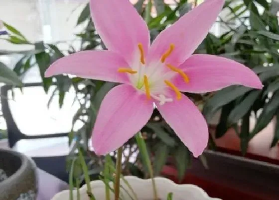 种植百科|风雨兰种植多久开花 发芽后多久开花