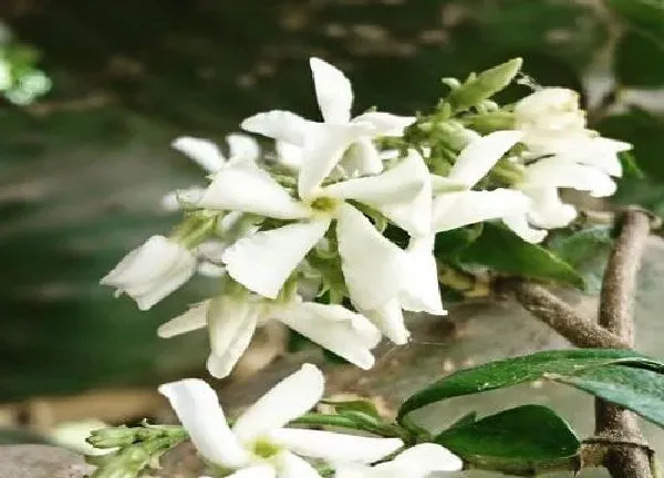 植物生根|风车茉莉怎么修根