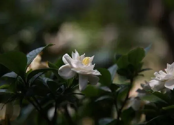 植物浇水|多菌灵可以浇栀子花吗