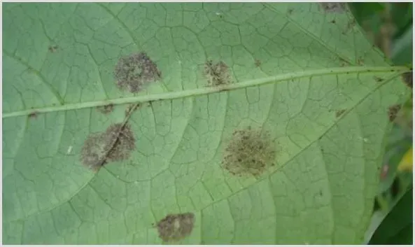 豇豆煤霉病的防治要点 | 种植施肥