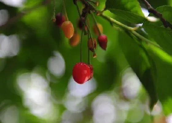 种植百科|桂林可以种樱桃吗