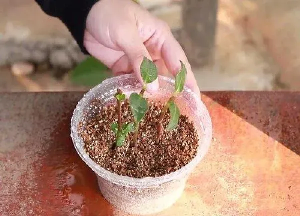 植物扦插|吊钟花是几月份扦插最好
