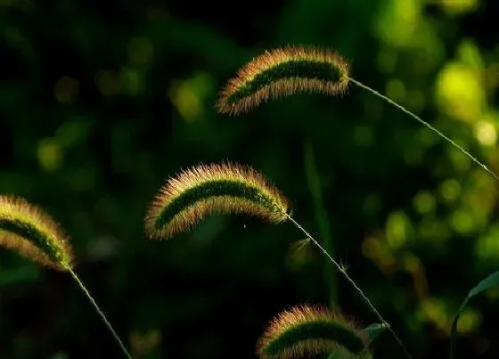植物排行|须根的植物有哪些