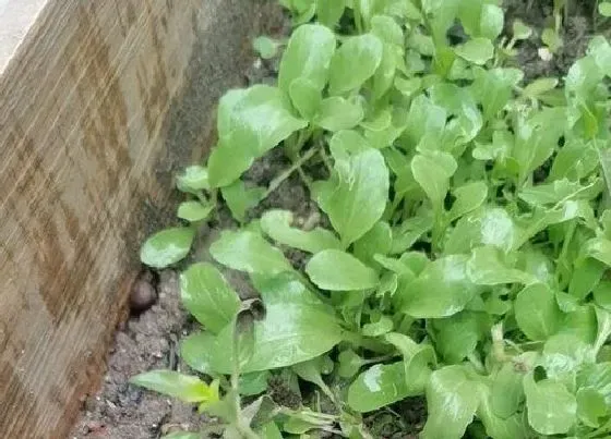 种植方法|包心芥菜种植时间和方法 栽培管理技术