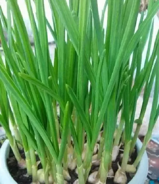 盆景|大蒜盆栽种植方法