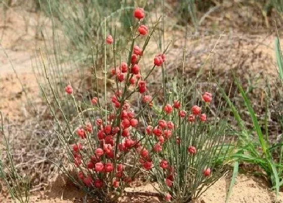 植物百科|节节草和麻黄草的区别 不是同一物种