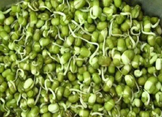 食用常识|青豆发芽了可以吃吗