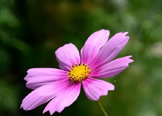 花语|什么花的花语是加油努力