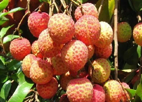 植物百科|荔枝又叫什么名字