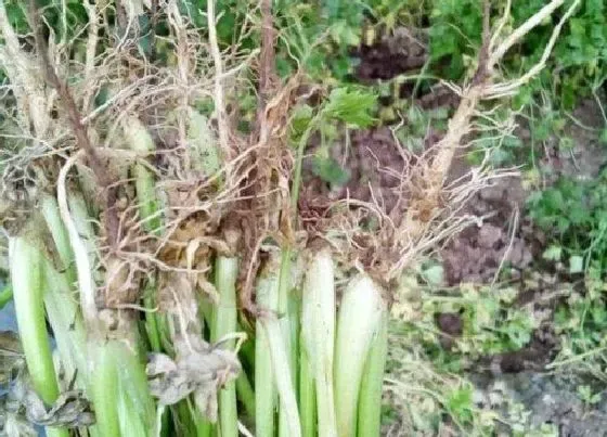 食用须知|芹菜的根能吃吗