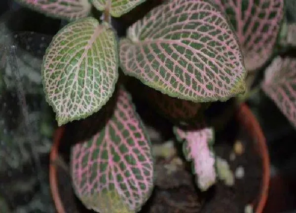 植物浇水|红网纹草几天浇一次水 春夏秋冬各不同