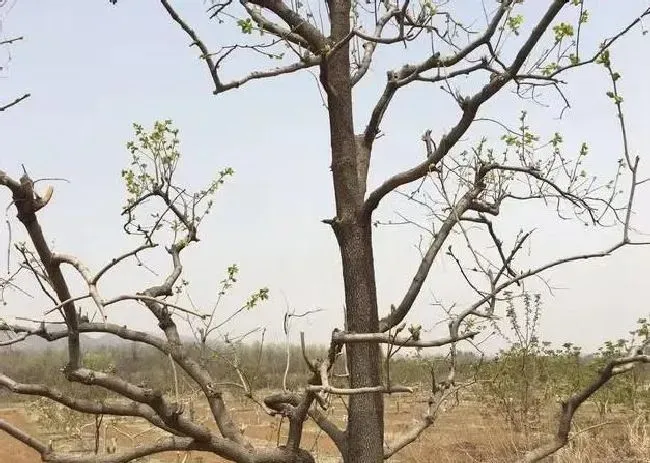 植物修剪|柿子树的修剪方法讲解，柿子树的合理修剪留枝及管理要点）