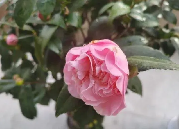 养殖科普|盆栽茶花能淋雨吗 没服盆茶花怕淋雨吗