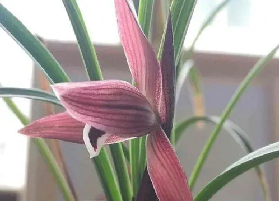 花朵|兰花的特点