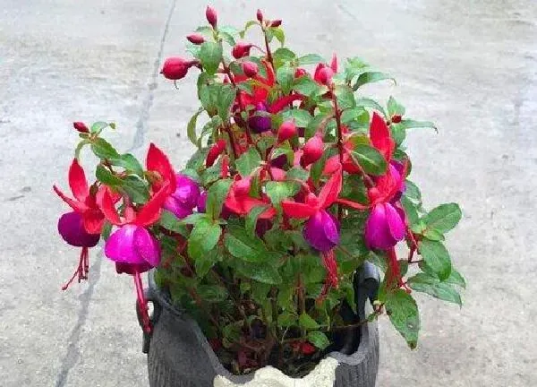 养殖科普|海棠花喜阴还是喜阳光的植物