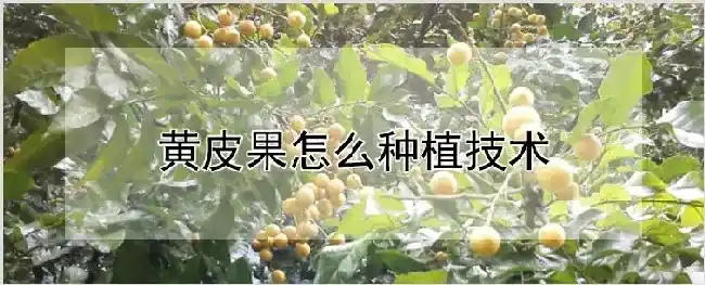 黄皮果怎么种植技术 | 自然知识