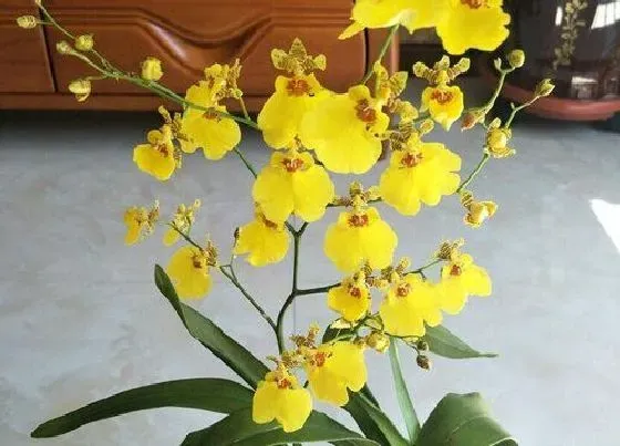 送花|父母结婚纪念日送什么花比较好 父母结婚周年送鲜花来祝福