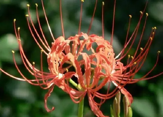 花朵|石蒜花的特点赞美（介绍形状、颜色、种类、功效作用）