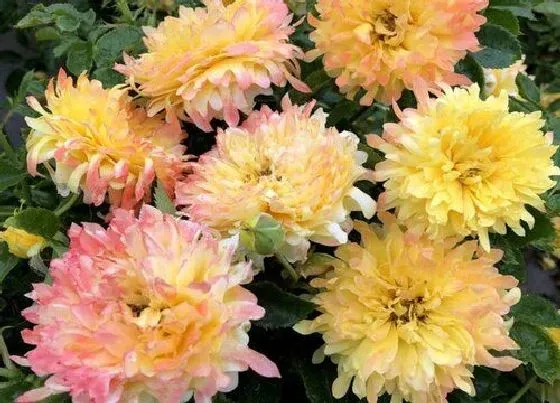 植物种类|花是植物吗 属于什么植物