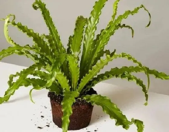风水百科|鸟巢蕨的风水作用 家里养鸟巢蕨好吗