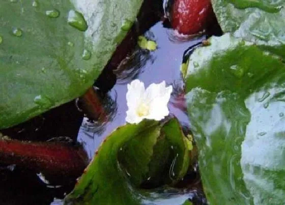 开花时间|菱角什么时候开花